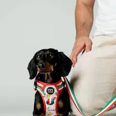 A close-up shot like this allows customers to see the quality and fit of a product. This dachshund looks so sharp in its harness, and the simple composition keeps all the attention on the item, which is key for effective pet product images.