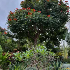 A mature African tulip tree provides the canopy for this garden. Below, a mix of colorful plants creates a dense, private screen from the street.