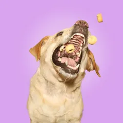 The concentration, the drool, the pure determination! Bella is a master treat-catcher, and these wide-angle shots against a simple purple backdrop make her goofy expressions even more epic.