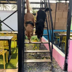 Two best friends, a Golden Retriever and a German Shepherd, exploring the stairs near our cafe. Dogs are welcome in our seating areas.