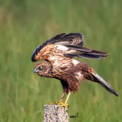 A Marsh Harrier prepares for flight, its wings tensed and ready. I captured this moment to show the bird's athletic build and readiness, a common sight in the wetlands I frequent.