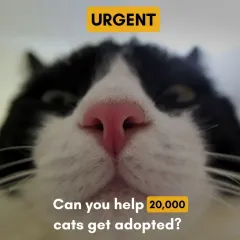 URGENT: Can you help 20,000 cats get adopted? A single unspayed female cat can produce that many offspring in just four years. Spaying and neutering your community cats is the only solution to prevent overpopulation.