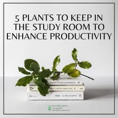 Adding greenery to your study or home office can do wonders for your focus and productivity. This image introduces the concept of using plants to create a more positive and effective workspace.