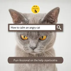 Cats can be mysterious, and an angry or stressed cat can be a real worry. If you are struggling to understand your cat's behavior, I offer professional consultations to help you identify the triggers and restore peace in your home.