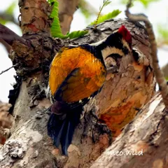 The aptly named Malabar Flameback, with its fiery golden wings, is a stunning sight. I spotted this one on a tree trunk, where its colors contrasted beautifully with the bark.