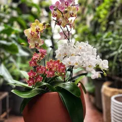 A beautiful mix of white, yellow, and pink orchids in a rustic terracotta pot. This arrangement shows how versatile orchids can be, looking just as stunning in an earthy planter as they do in modern ceramic.
