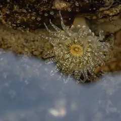 A Pearly Sea Anemone in a tidal pool. These are the most common anemone species on Mumbai's shores, beautiful and delicate creatures that are often overlooked.