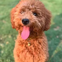 Look at that happy face. Theo is ready for his next staycation with us. We can't wait to have him back.