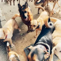 A happy pack is a healthy pack! This is what a typical day looks like at Petspace, full of dogs of all shapes and sizes making friends and enjoying social time. We love seeing them form their own little groups and welcome new members.