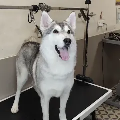 Here is a beautiful Siberian Husky looking majestic and proud after a full grooming session. We specialize in handling double-coated breeds, ensuring a thorough de-shedding process that leaves their coat healthy, clean, and significantly reduces shedding at home.