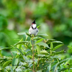 This Red-whiskered Bulbul is calling out, its beak open in song. It's a lively portrait that captures the vocal and social nature of these common but beautiful birds.