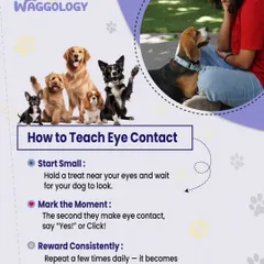 This infographic breaks down how to teach eye contact, a simple but powerful tool for connection. It's not about dominance, but about building focus and trust. I guide you through the steps: start small, mark the moment, and reward consistently.