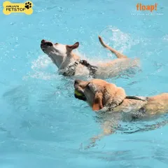 Two friends enjoying a swim and a game of fetch. Our pool is designed for safe, interactive play between canine companions.