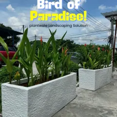 Another view of the cafe's outdoor space, showing the "Bird of Paradise" plants in modern white planters. This plantscaping solution adds natural beauty and requires minimal maintenance.
