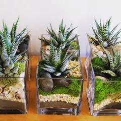 These small succulent terrariums are perfect gifts for any occasion. Each one is a unique arrangement of Haworthia, moss, and decorative stones in a stylish glass cube, ideal for a desk or small shelf.