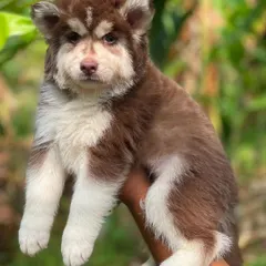 I also breed stunning brown and white Siberian Huskies. This pup shows the beautiful contrast and thick woolly coat that makes this color combination so sought after. A top-quality example of my breeding program.