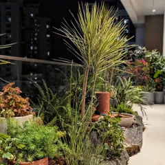 A glimpse into a dynamic rock garden we created for a client’s lavish deck at night. The combination of rocks, unique terracotta pots, and varied foliage creates a stunning, textured landscape.