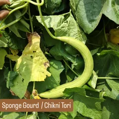A healthy sponge gourd, also known as chikni tori, thriving on the vine. These climbing plants are perfect for urban gardens with vertical space.
