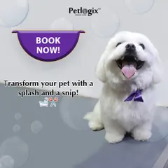 Transform your pet with a splash and a snip. This happy, freshly groomed dog is the perfect example of our work.