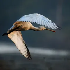 A Eurasian Spoonbill banks in the morning light, showing the beautiful structure of its wings. The low angle and soft light create a dramatic and ethereal mood.