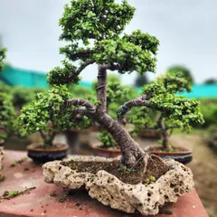 This unique bonsai is planted in a natural rock planter, creating a dramatic, windswept look. We offer a variety of artistic bonsai styles to suit any aesthetic.