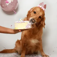 There's nothing quite like a birthday cake smash! This sweet golden retriever is celebrating her fifth birthday by diving face-first into a delicious, dog-friendly cake. I love capturing these messy, joyful, and unforgettable milestone moments.