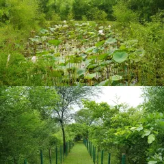 A collage showing the lushness of our Sector 150 site in Noida. The lotus pond and the green, shaded pathways are a testament to how quickly a neglected area can be turned into a biodiverse sanctuary.