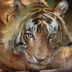 An intense, close-up gaze. By filling the frame with the tiger's face, we create a powerful connection with the viewer, making them feel the presence of the animal.