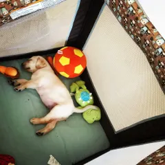After a long day of play, it's time for a nap. This little Labrador puppy, Comet, is dreaming peacefully in his own cozy playpen, surrounded by his favorite toys. We ensure all our puppies get the rest they need to grow.