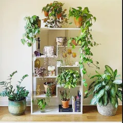 This white shelving unit becomes a piece of living art with the addition of trailing and upright plants. We help clients choose the right plants and pots to match their decor, creating a cohesive and stylish look.