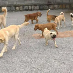 A diverse group of dogs, including Labradors, a Pug, a Beagle, and a Cocker Spaniel, mingle and explore together in our off-leash park.