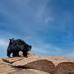 A mother Sloth Bear with her cub riding on her back, silhouetted against a brilliant blue sky. This is a classic and endearing example of maternal care in the wild.