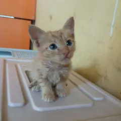 A close-up of a tiny ginger kitten with beautiful blue eyes. This little one was rescued as a newborn and has been hand-raised, making him incredibly friendly and affectionate.