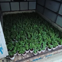 Call us for bulk orders. We can supply large quantities of plants, like this truckload of Jade plants, for corporate gifting or landscaping projects.