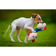 This little Jack Russell puppy is having the time of his life with his rainbow toy. Capturing a pet mid-play is the best way to showcase their joyful and energetic personality.