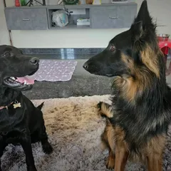 Miss Odo, a lovely Black Lab, and Duggu getting to know each other. In my home, dogs have the space to interact naturally while being supervised, ensuring all introductions are positive and safe.
