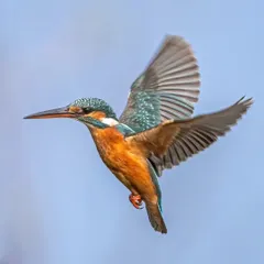 Freezing the motion of a Common Kingfisher in mid-flight is a technical challenge that brings immense satisfaction. In my field sessions, I guide you on how to master shutter speeds and panning techniques to capture these fleeting moments of aerial grace.