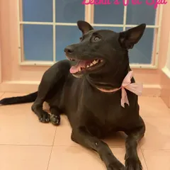 This sweet black Indie dog is looking elegant with her pink bow. A good groom can make any dog look and feel like a million bucks.