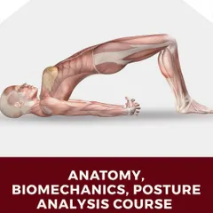 My Anatomy course is the bedrock of all my instructor training. This 15-hour module provides the essential knowledge of the human body required to teach movement safely and effectively.