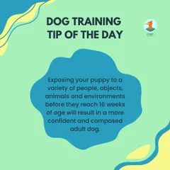 The critical socialization window for a puppy is before 16 weeks of age. Exposing them to a variety of people, objects, and environments in a positive way during this time is the key to raising a confident adult dog.