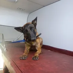 One of the brave military dogs looking alert and ready in the train cabin. We understand the importance of a safe and timely relocation for these active service animals.