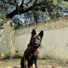 The beautiful and formidable Karma, enjoying a sunny day at our facility.
