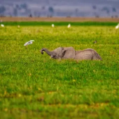 Cute conversations in the wild. A baby elephant plays in a lush green swamp in Amboseli, interacting with a cattle egret that has landed nearby.