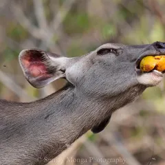 A large Sambar deer uses all its strength to crack open the hard, woody shell of a Bael fruit. It is a fascinating trial of life to observe this effort to reach the nutritious sweet pulp inside.