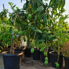 Isn't this beautiful? My mango trees are loaded with fruit, all growing in pots on the terrace. I always recommend choosing grafted plants for containers as they start fruiting within two years.