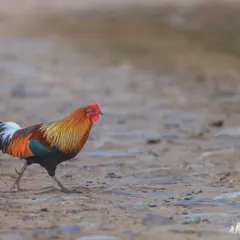 The Red Junglefowl, the wild ancestor of the domestic chicken. Its plumage is a vibrant mix of orange, red, gold, and metallic green.