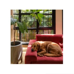A peaceful afternoon nap spot. The large windows and passive cooling design ensure the home stays comfortable even during hot summers, perfect for pets and people alike.