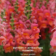 Want to attract more butterflies to your garden? We suggest planting nectar-rich flowers like Snapdragons, Zinnias, and Calendulas. Their bright, cheerful petals are irresistible to these beautiful pollinators.