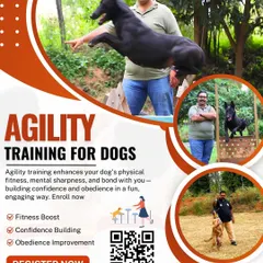 Another look at our agility training program. We focus on enhancing a dog's physical fitness, mental sharpness, and obedience in a fun, engaging way.