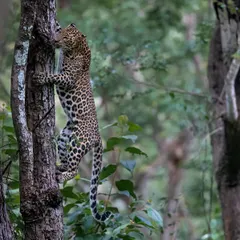 A leopard climbing a tree in Kabini. Capturing this vertical movement and agility requires fast shutter speeds and quick reflexes, skills we practice on my field workshops.